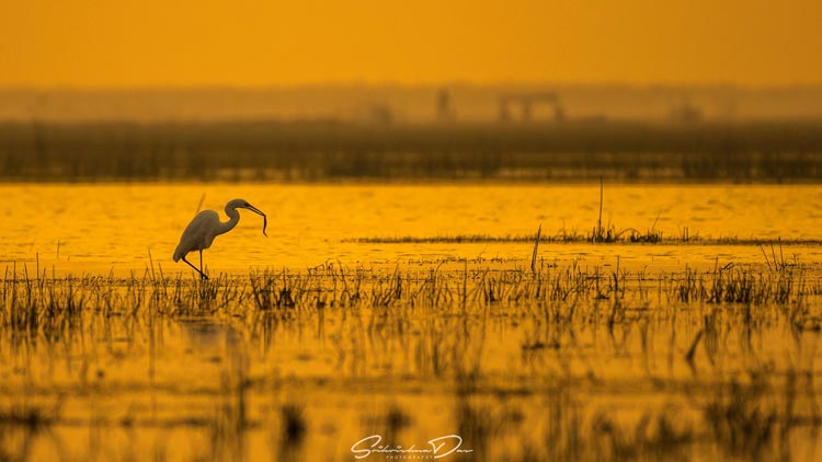 Chilika-Nalabana-Wildlife-Sanctuary