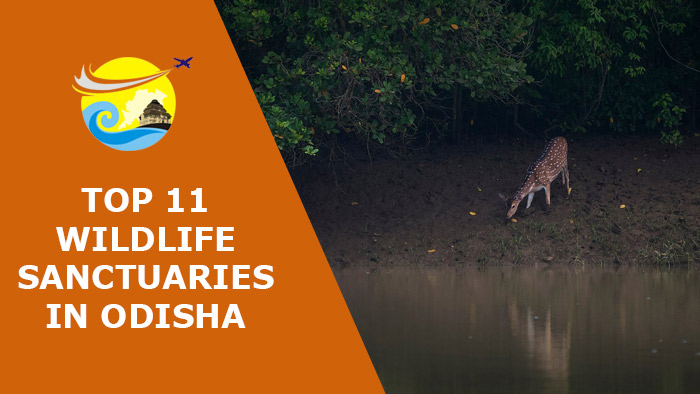 Top-11-Must-Visit-Wildlife-Sanctuaries-in-Odisha