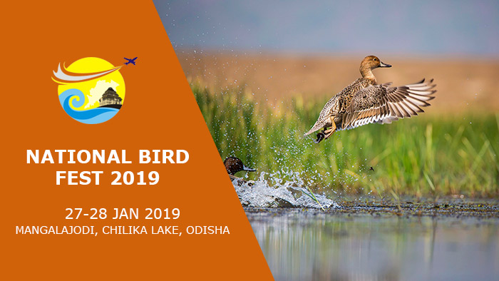National-Bird-Fest-2019