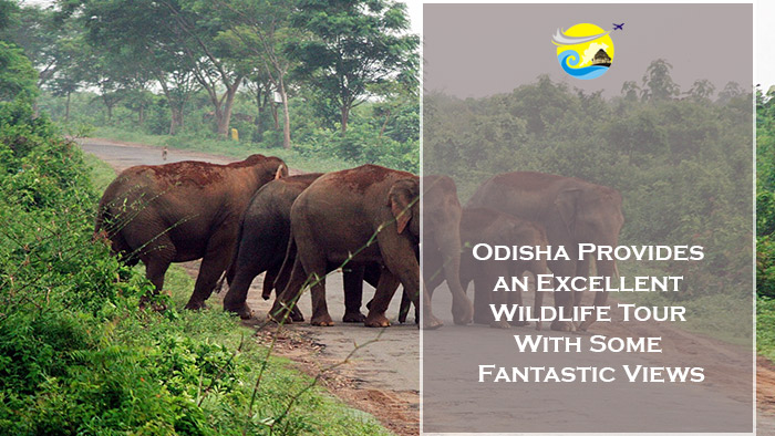 Odisha-Provides-an-Excellent-Wildlife-Tour-With-Some-Fantastic-Views