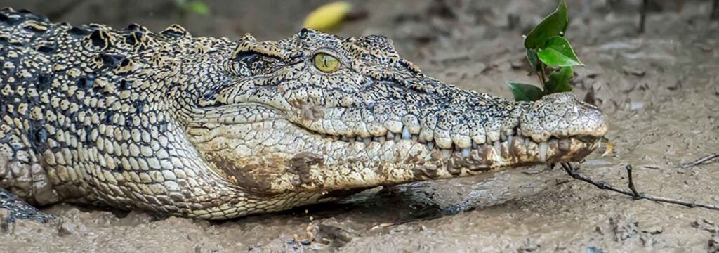 Visit Bhitarkanika National Park for an off-beaten experience