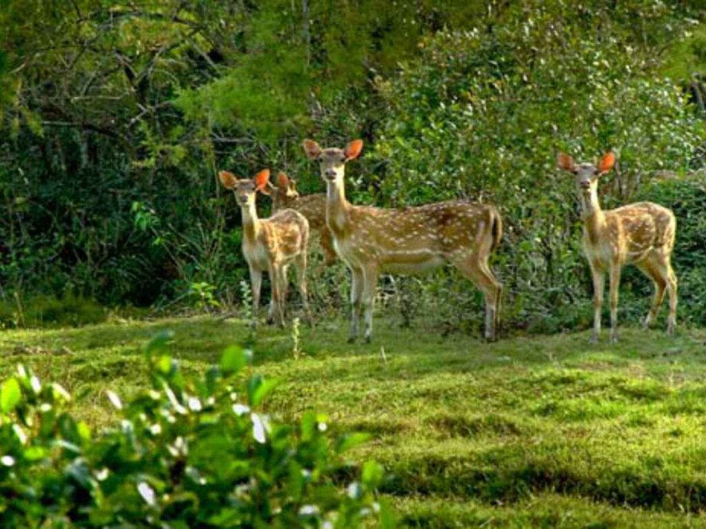 Visit Bhitarkanika National Park for an off-beaten experience