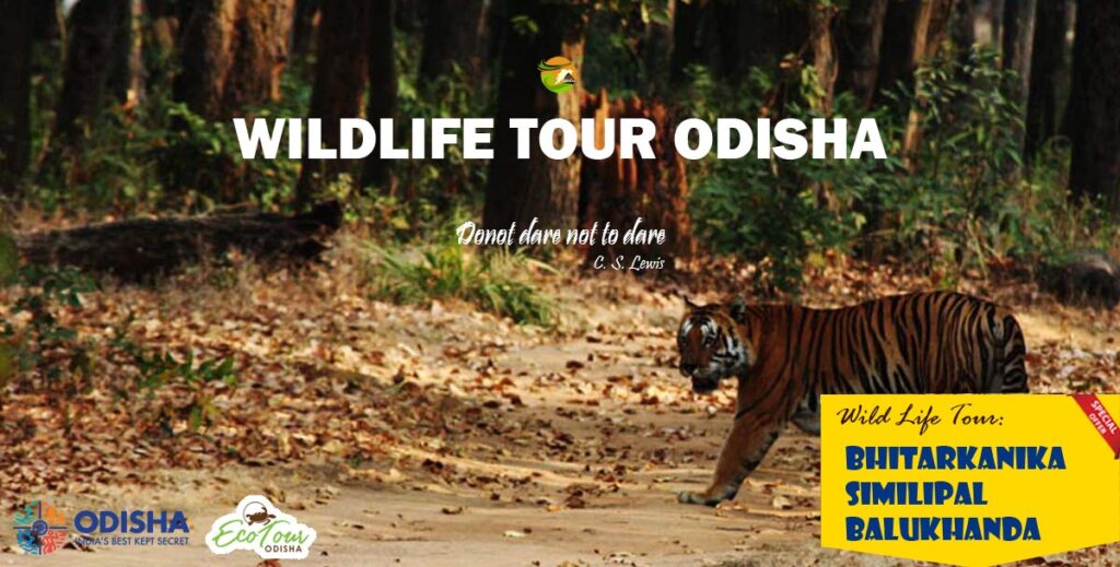 Bhitarkanika, homeland to world’s largest white crocodiles