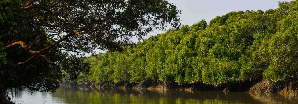 The biodiversity in Bhitarkanika National Park