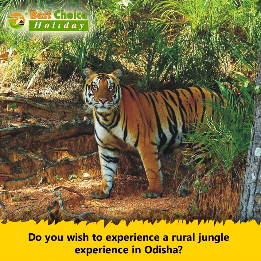 Baisipalli wildlife Odisha sanctuary